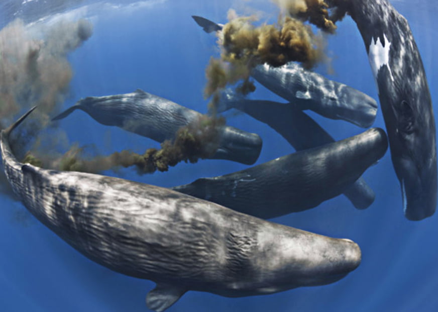 imagem de Baleias e funções no ecossistema marinho,