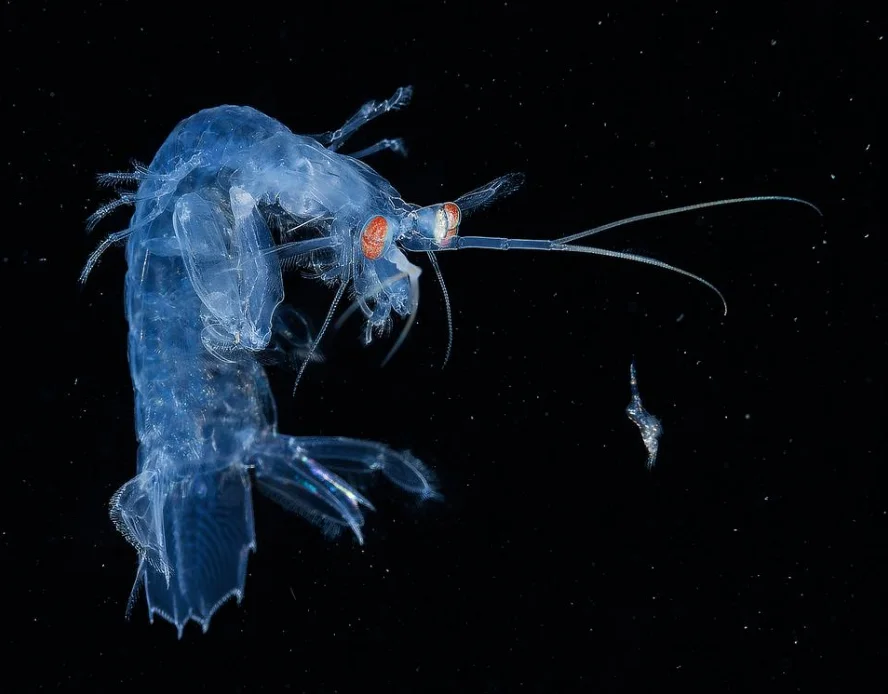 foto submarina da larva de um camarão