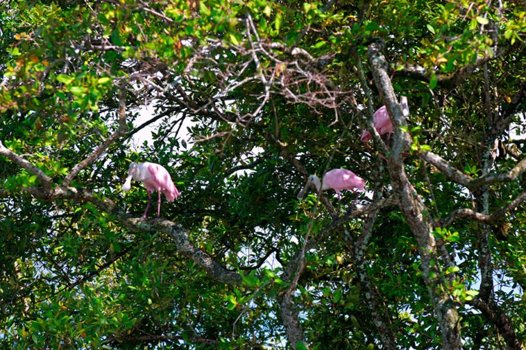 imagem de Colhereiros no mangue