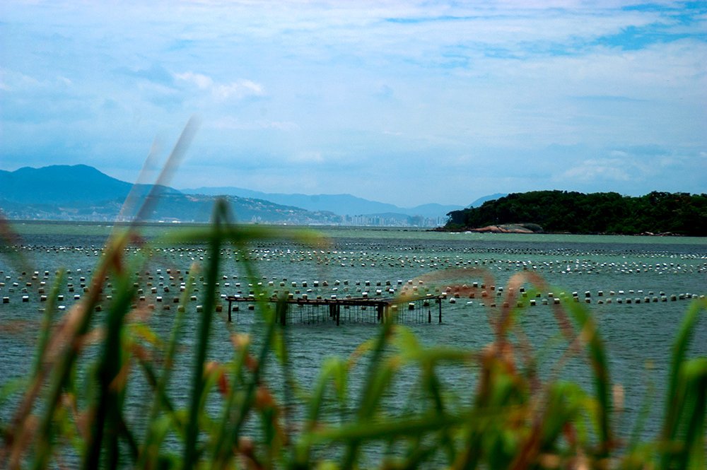 imagem de maricultura em Florianópolis