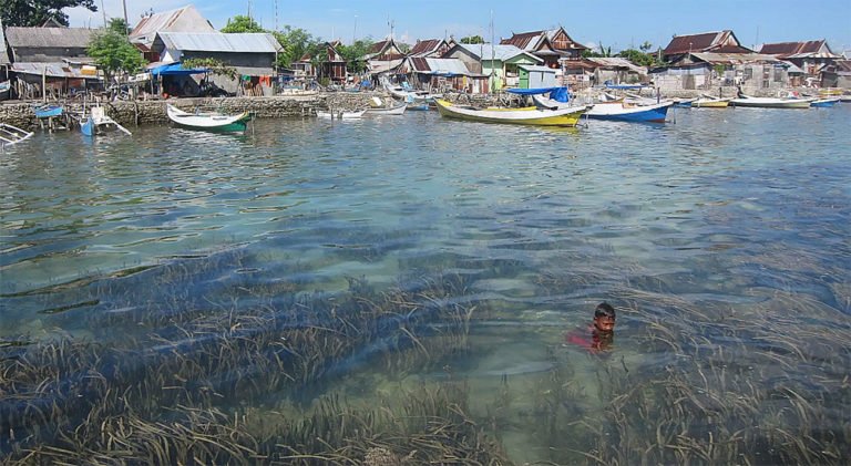 imagem de gramas marinhas