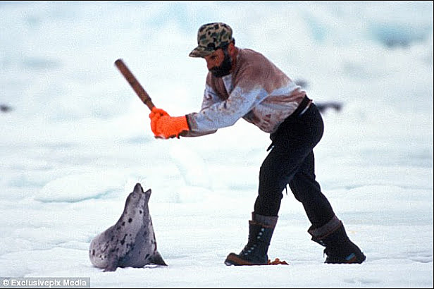 imagem de matança de focas no canadá