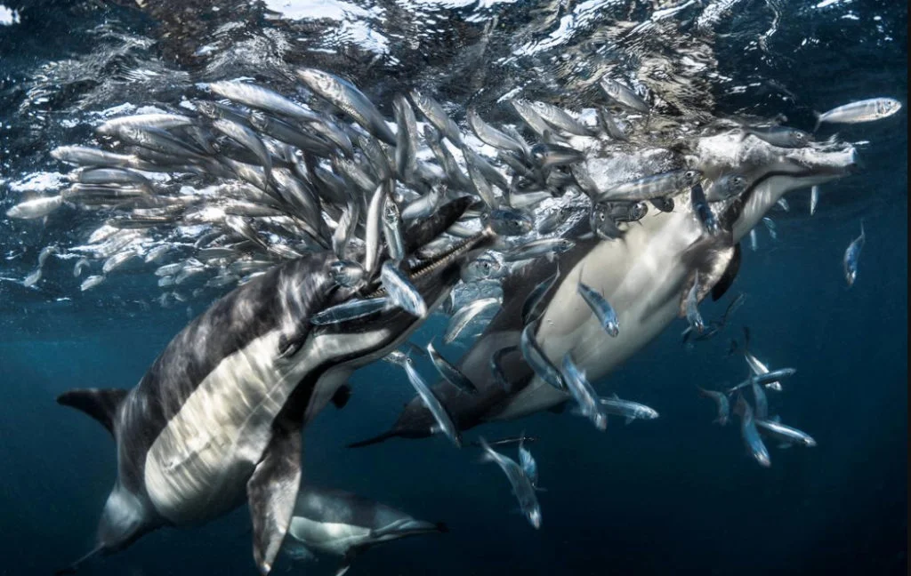 foto submarina de golfinhos comendo sardinhas