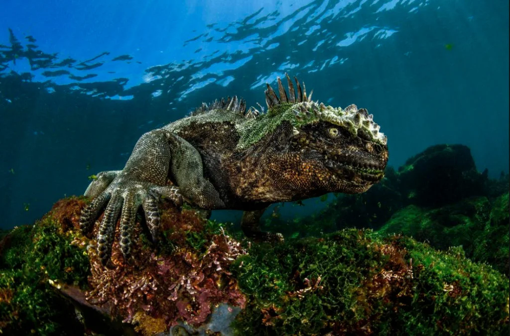 foto submarina de uma iguana