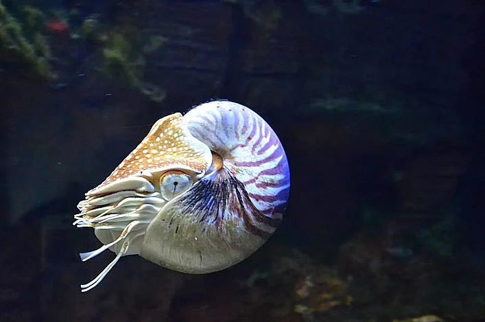 imagem do molusco Nautilóide