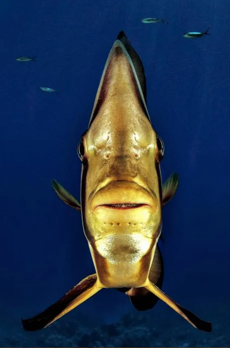 foto submarina de peixe morcego