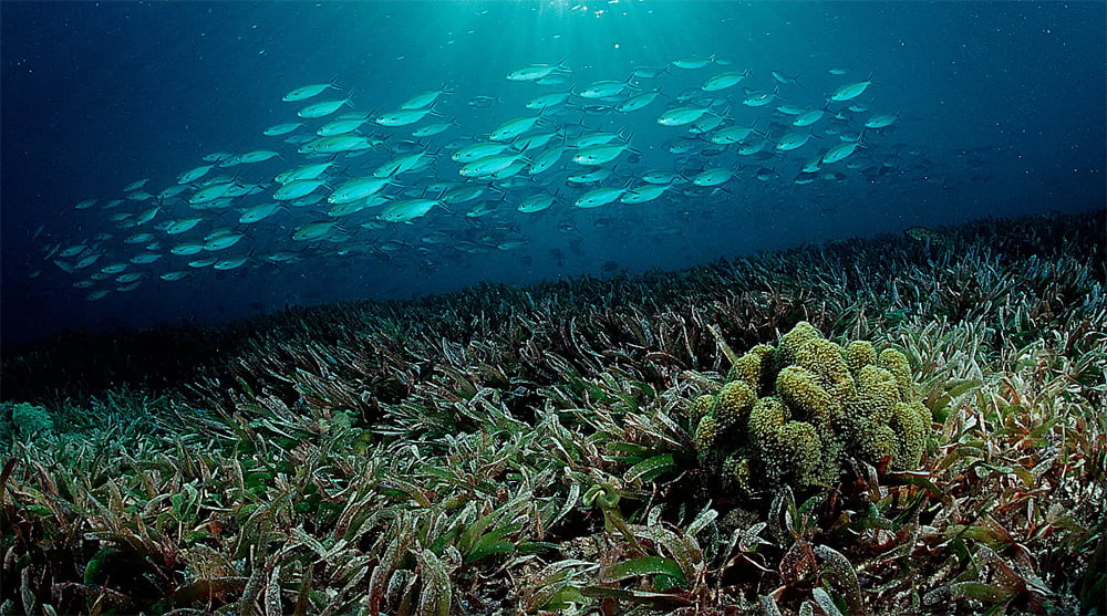 imagem de gramas marinhas submarinas