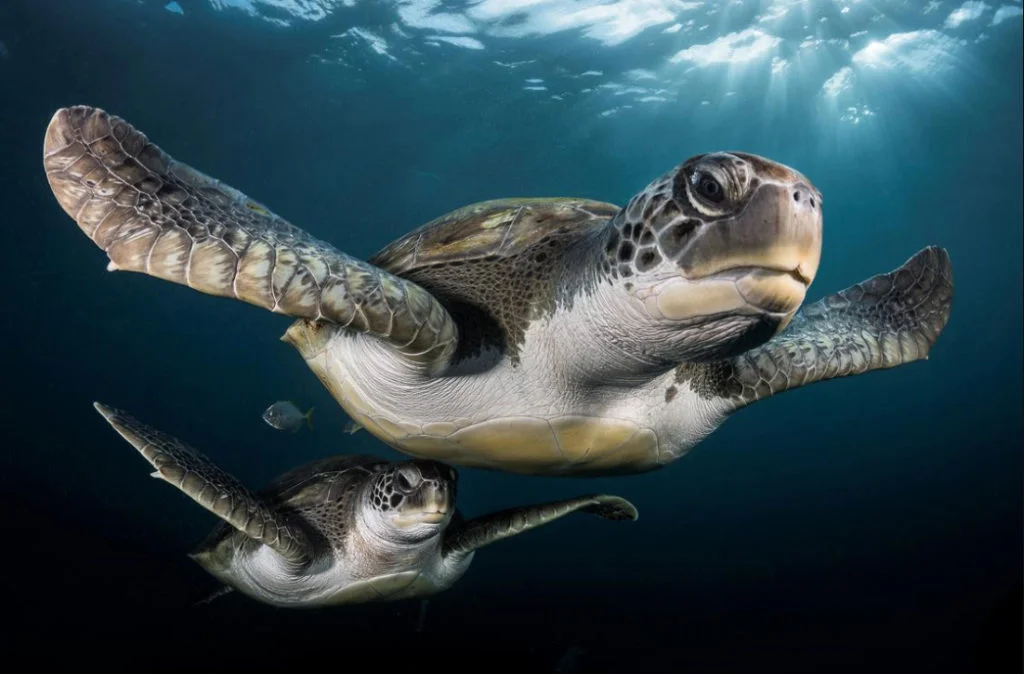 foto submarina de tartarugas