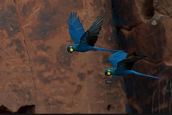 Imagem de ararinha azul, símbolo do tráfico de animais silvestres