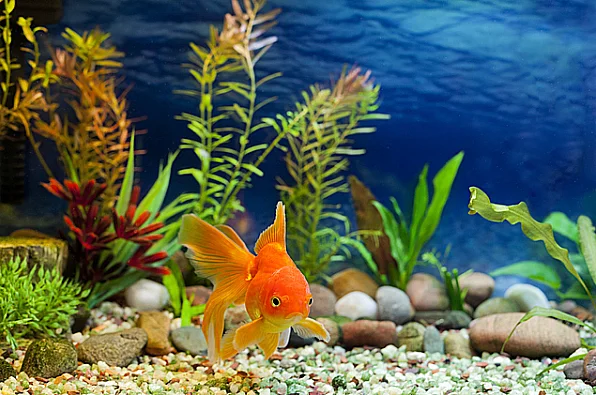 Imagem de aquário