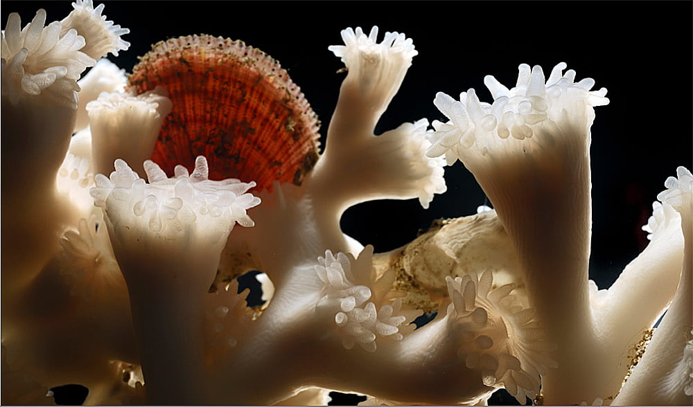 imagem de Corais: animais, vegetais ou minerais