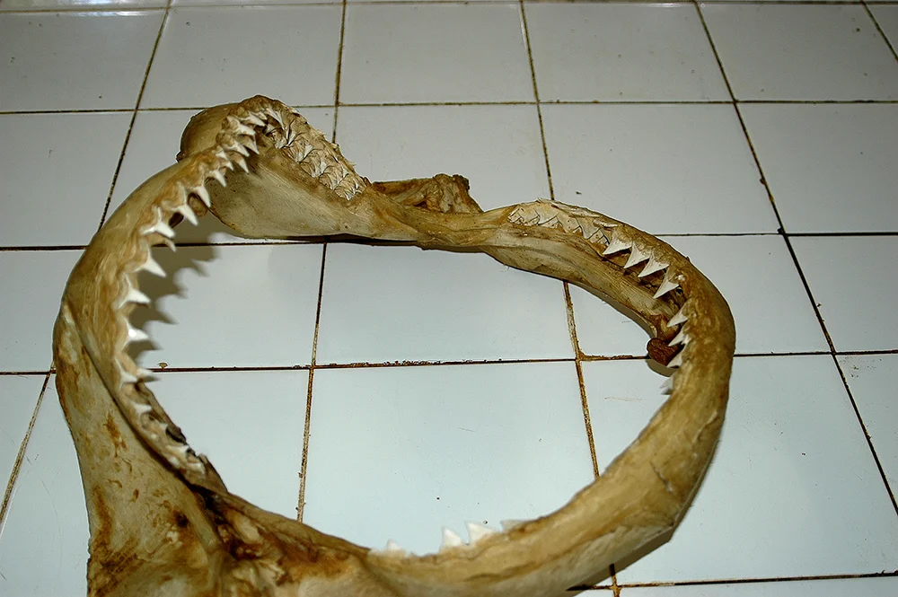 imagem de mandíbula de tubarão