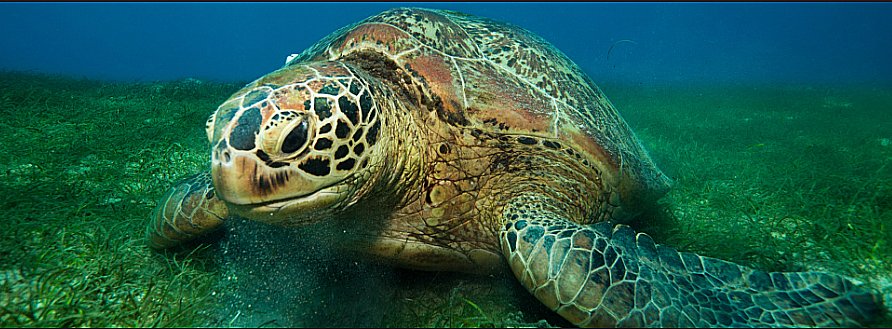 imagem de tartaruga marinha, vítima do tráfico de animais silvestres