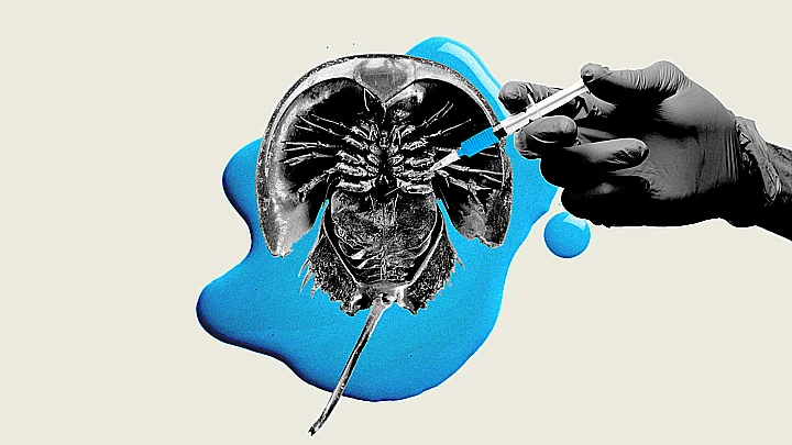 ilustração de caranguejos-ferradura que têm sangue azul