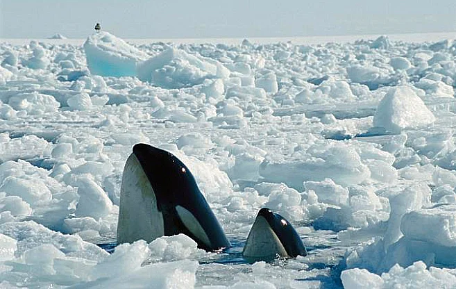 imagem de duas orcas saindo do gelo