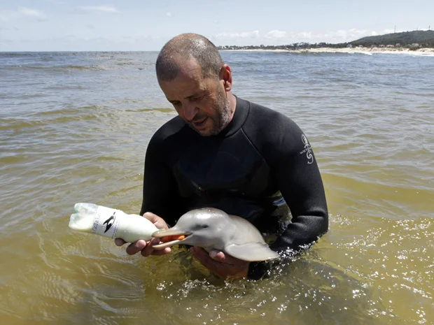 imagem de pesquisador dando de mamar para o Golfinho franciscana, do Prata, ou toninha