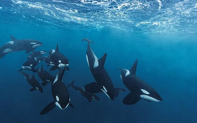 imagem de grupo de orcas debaixo dágua