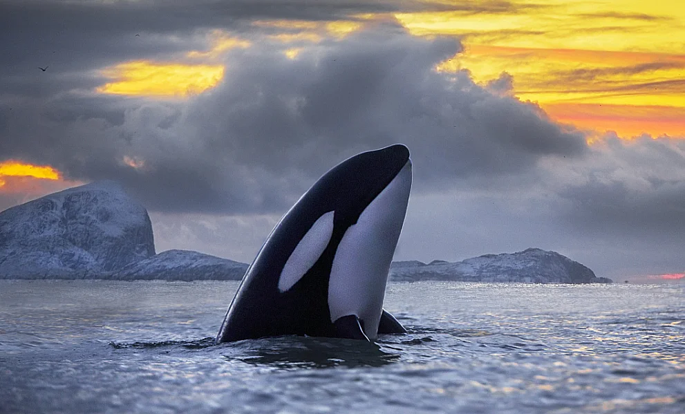 imagem de Orcas, envenenadas com PCBs