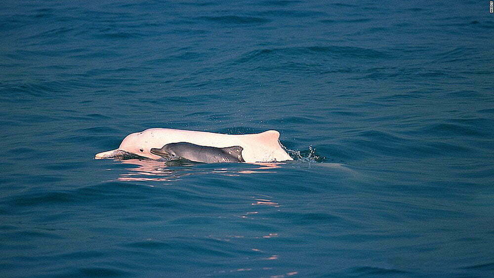 imagem de dois golfinhos chineses