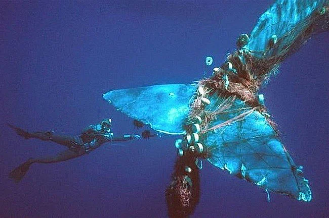 imagem de baleia emaranhada em rede de pesca