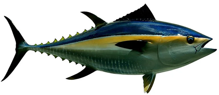 ilustração de atum rabilho