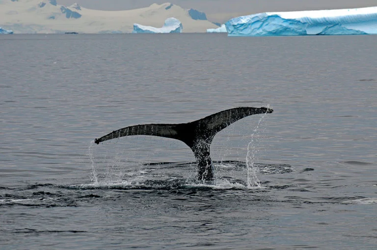 imagem de cauda de baleia