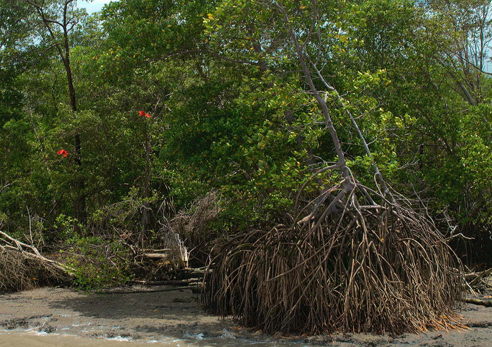 imagem de Guarás em manguezal.