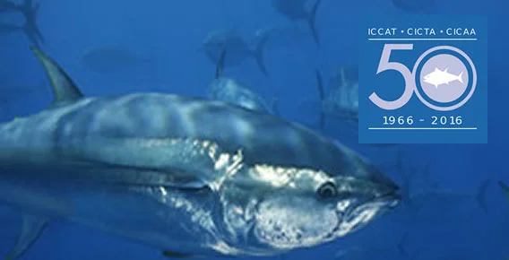 logotipo da ICCAT que regula a pesca de atuns rabilho no mundo