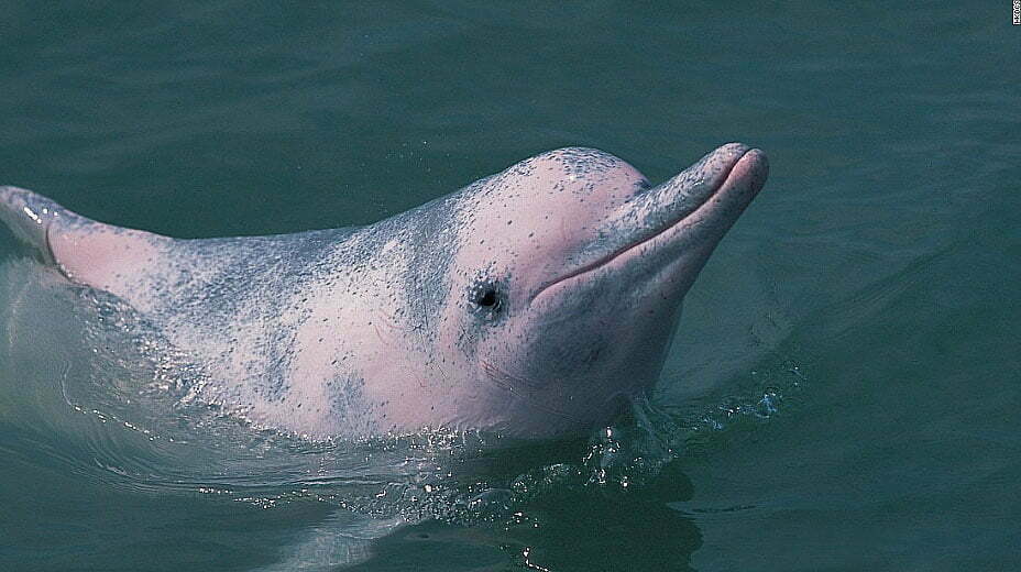 imagem de golfinho branco chinês