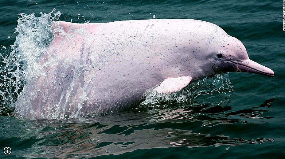 imagem do golfinho branco chinês