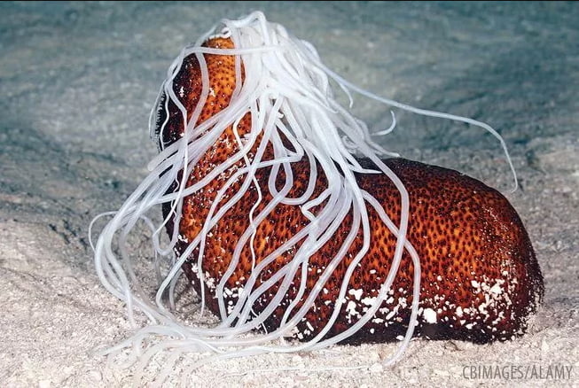 imagem de pepinos do mar