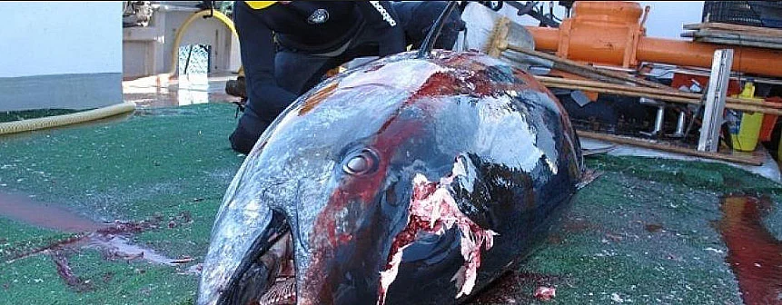 imagem de atum capturado pela pesca ilegal
