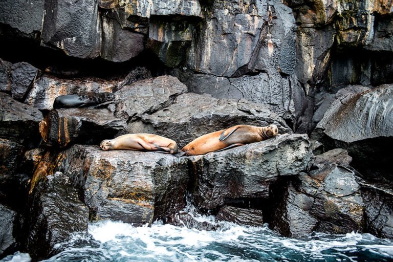 imagem do leão-marinho das Galápagos