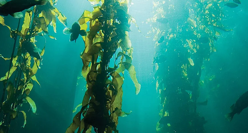 imagem de Kelp, tipo de alga marinha