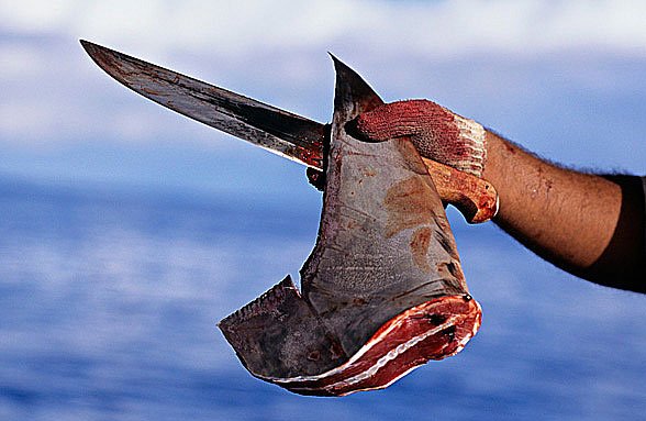 imagem e barbatana de tubarão cortada pela pesca ilegal