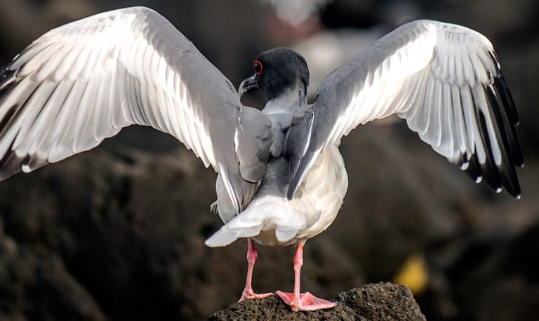 imagem de ave no arquipélago de Galápagos