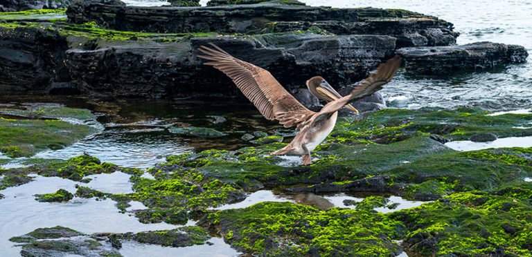 image de pelicanos em Galápagos
