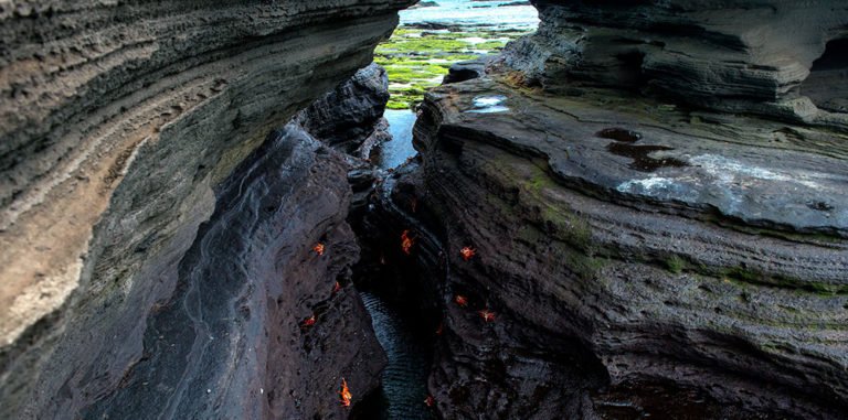 imagem de caranguejos no arquipélago de galápagos