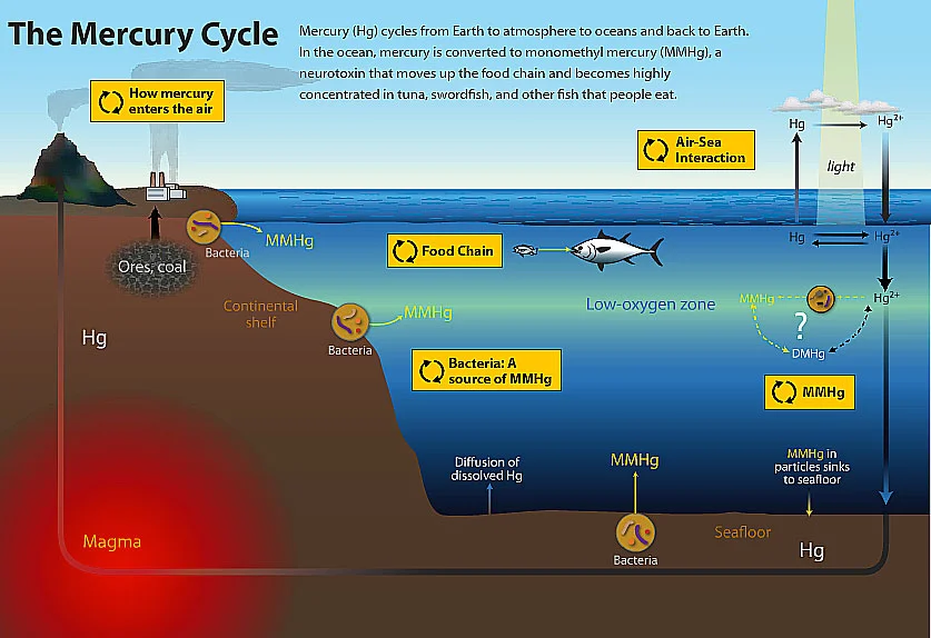 diagram do ciclo do mercúrio