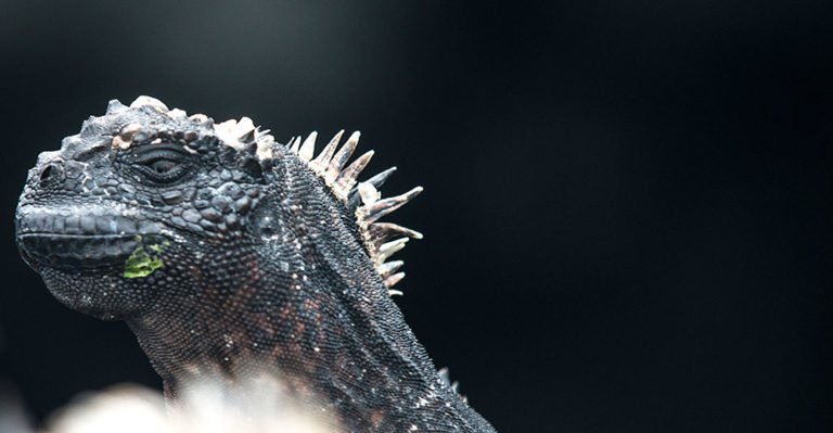 imagem de iguanas em arquipélago de galápagos