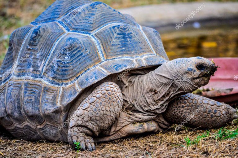 imagem de tartaruga gigantes de Galápagos