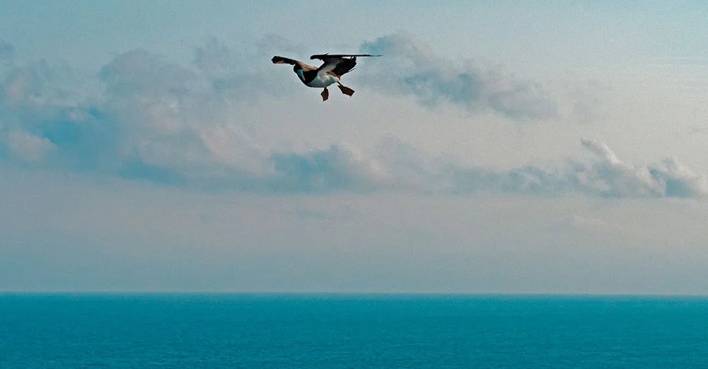 imagem de atobá voando sobre alcatrazes