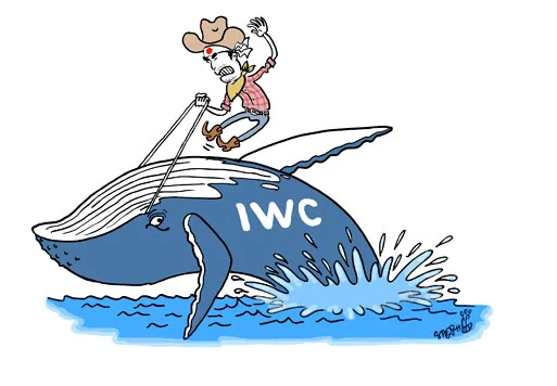 ilustração de caça a baleia e comissão baleeira internacional