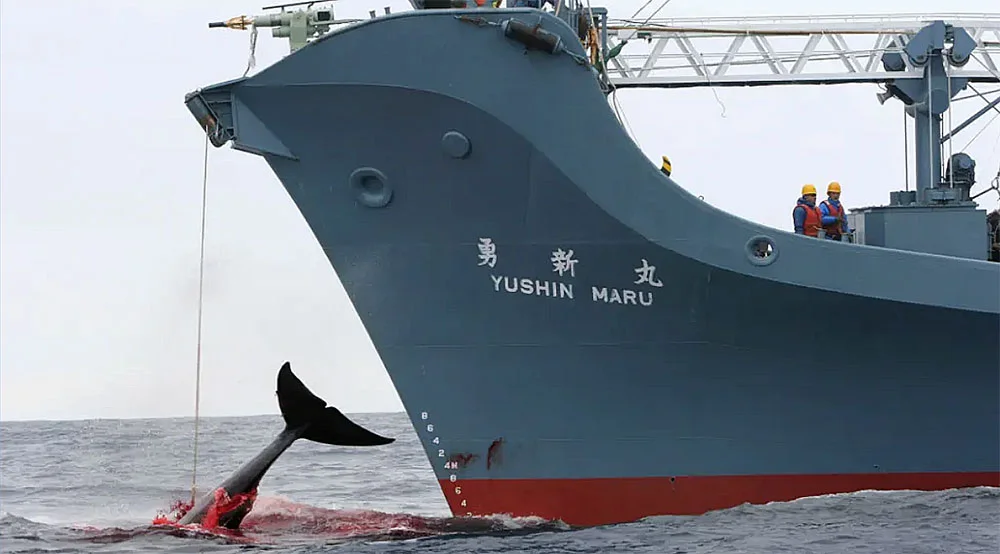 imagem de navio japonês na caça à baleia