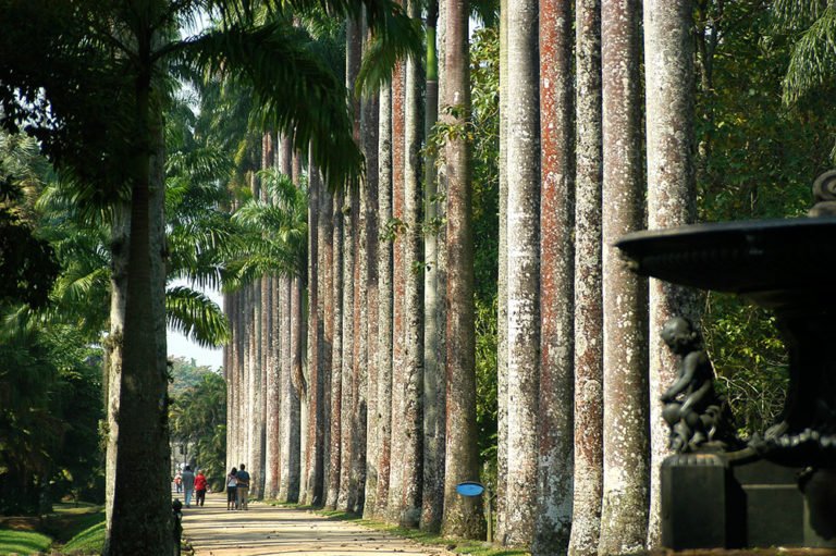 imagem das palmeiras imperiais do jardim botânico do Rio de Janeiro