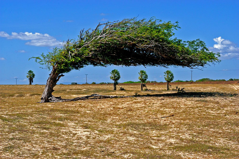 imagem de árvore entortada pelo vento em Luis Correia