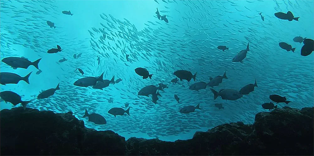 imagem submarina dos peixes da ilha de Trindade