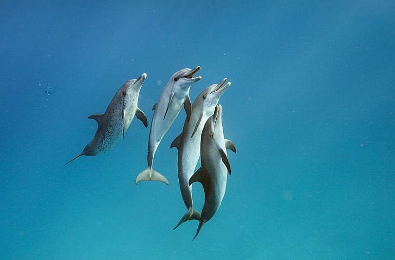 imagem de grupo de golfinhos