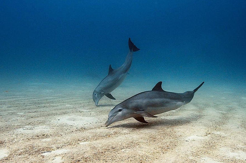 imagem de dois golfinhos