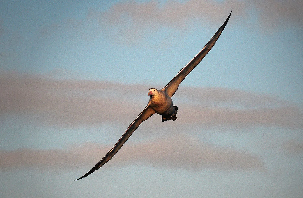 imagem de Albatroz- errante em voo